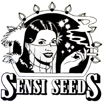 Semeno Sensi Seeds Jack Herer Automatic