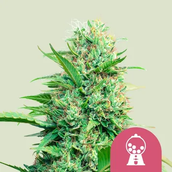 Semeno Royal Queen Seeds - Pink Runtz 5 ks