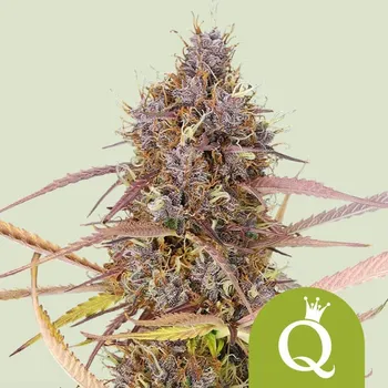 Semeno Royal Queen Seeds - Purple Queen Auto 1 ks