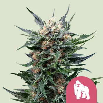 Semeno Royal Queen Seeds - Royal Gorilla 25 ks