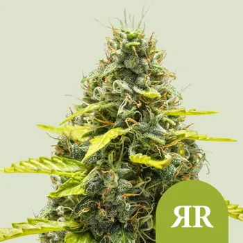 Semeno Royal Queen Seeds - Royal Runtz Auto 1 ks