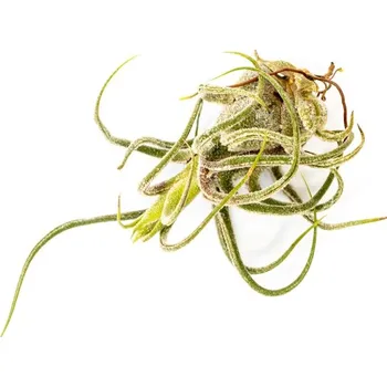 Gardners Tillandsia Pruinosa Tillandsie, kykatka