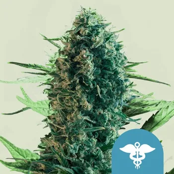 Semeno Royal Queen Seeds - Royal Medic CBD 1 ks