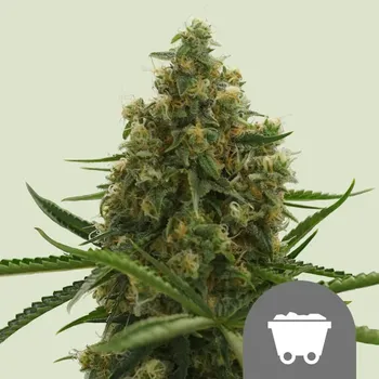 Semeno Royal Queen Seeds - Shining Silver Haze regular 25 ks
