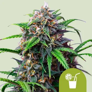 Semeno Royal Queen Seeds - Purple Lemonade Auto 1 ks