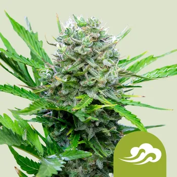 Semeno Royal Queen Seeds - Royal Bluematic 1 ks