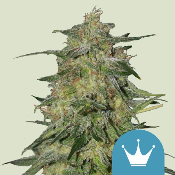 Royal Queen Seeds - Royal Highness CBD 5 ks