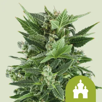 Semeno Royal Queen Seeds - Royal Kush Auto 3 ks
