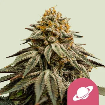 Semeno Royal Queen Seeds - Royal Skywalker 1 ks