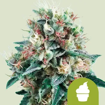 Semeno Royal Queen Seeds - Royal Creamatic 1 ks