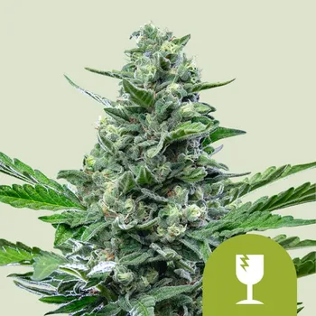 Semeno Royal Queen Seeds - Royal Critical Auto 1 ks