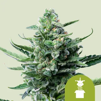 Semeno Royal Queen Seeds - Royal Jack Auto 3 ks