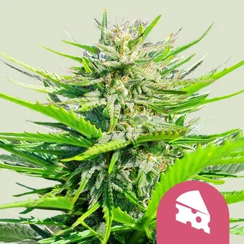 Semeno Royal Queen Seeds - Royal Cheese Fast Version 3 ks