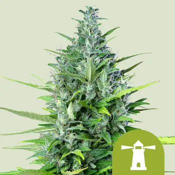 Semeno Royal Queen Seeds - Royal Haze Auto 1 ks