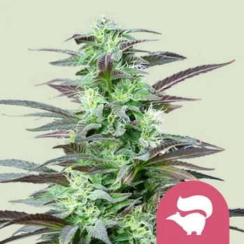 Semeno Royal Queen Seeds - Skunk XL 1 ks