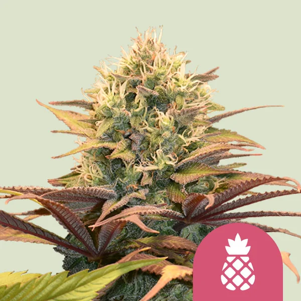 Royal Queen Seeds - Pineapple Kush 100 ks