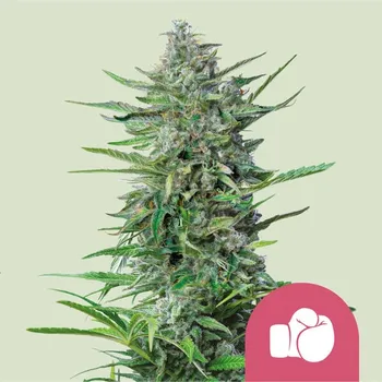 Semeno Royal Queen Seeds - Purple Punch 5 ks