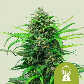 Semeno Royal Queen Seeds - Pink Runtz Auto 1 ks
