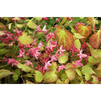 levandule-online.cz Škornice červená - Epimedium rubrum