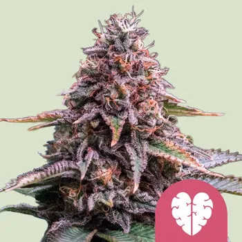 Semeno Royal Queen Seeds - Pink Mist 1 ks