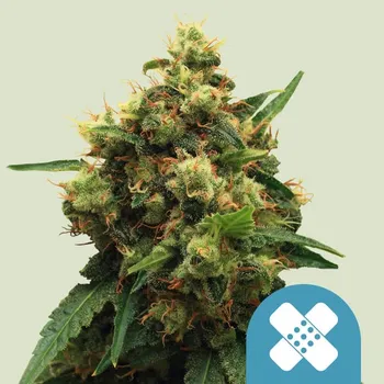Semeno Royal Queen Seeds - Painkiller XL CBD 1 ks