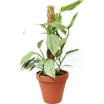 Gardners Philodendron Silver Queen s kokosovou vzpěrou, průměr 17 cm Filodendron