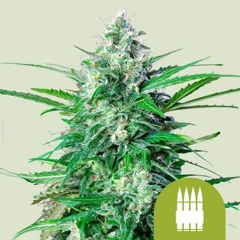 Semeno Royal Queen Seeds - Royal AK Auto 5 ks