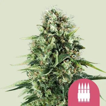 Semeno Royal Queen Seeds - Royal AK 1 ks