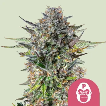 Semeno Royal Queen Seeds - Pink Gorilla 1 ks