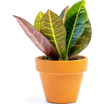 Gardners Codiaeum mix, průměr 6 cm Kroton, Croton, podivec pestrý