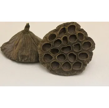 Indická sušina Lotus large, 20 ks, hnědý