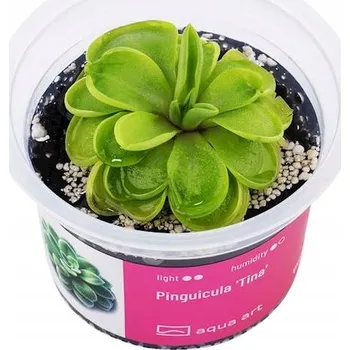 Pinguicula 'Tina' - Rostlina do paludária - hrnek 6 cm
