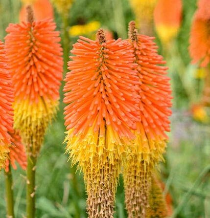 Kleopatřina jehla (mnohokvět) ‘Nobilis’ - Kniphofia uvaria ‘Nobilis’ Květník o průměru 14 cm