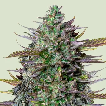 Semeno Royal Queen Seeds x Tyson - GOAT´lato Auto 3 ks