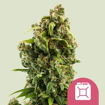 Semeno Royal Queen Seeds - Sour Diesel 1 ks