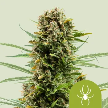 Semeno Royal Queen Seeds - White Widow Auto 1 ks