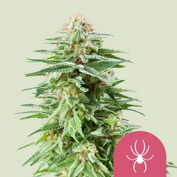 Semeno Royal Queen Seeds - White Widow 25 ks