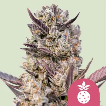 Semeno Royal Queen Seeds - Tropicana Cookies Purple 3 ks