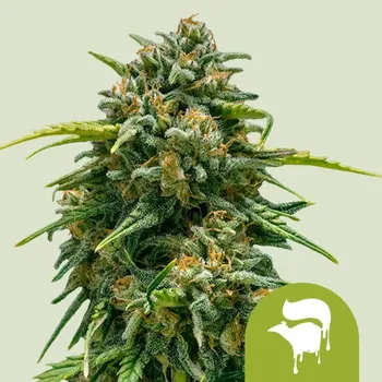Semeno Royal Queen Seeds - Sweet Skunk Auto 5 ks