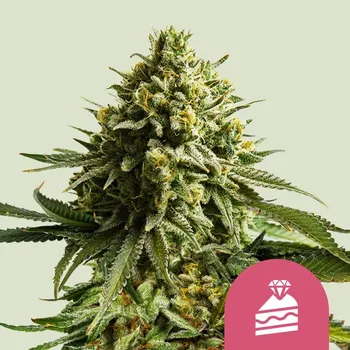 Semeno Royal Queen Seeds - Wedding Cake 1 ks
