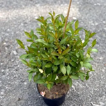 Sazenice VAJGÉLIE ´PICOBELLA BIANCO´ kont. 2,5L