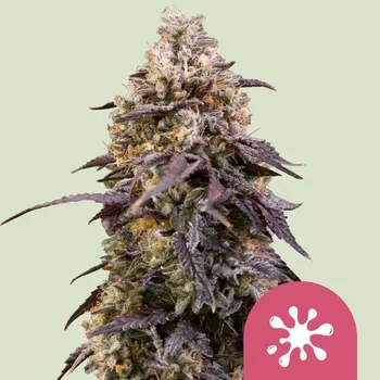 Semeno Royal Queen Seeds - Sticky Queen 5 ks