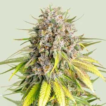 Semeno Royal Queen Seeds x Tyson - Punch Pie 1 ks