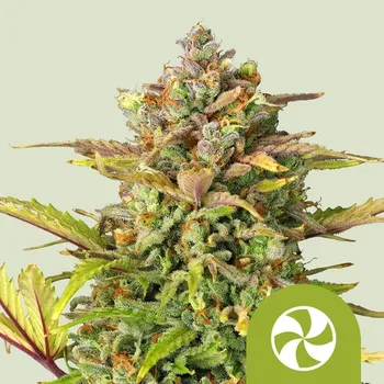 Semeno Royal Queen Seeds - Sweet ZZ Automatic 100 ks