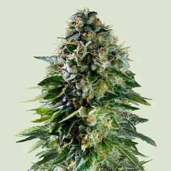 Semeno Royal Queen Seeds x Tyson - Corkscrew Auto 3 ks