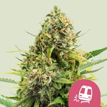 Semeno Royal Queen Seeds - Trainwreck 3 ks