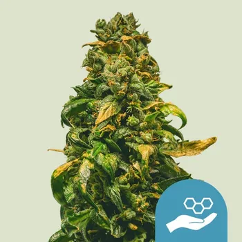 Semeno Royal Queen Seeds - Solomatic Auto CBD 3 ks
