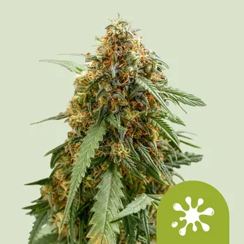 Semeno Royal Queen Seeds - Sticky Queen Auto 1 ks