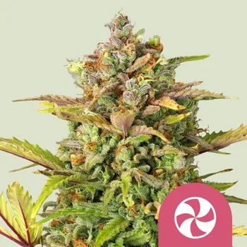 Semeno Royal Queen Seeds - Sweet ZZ (Sweet Zkittlez) 1 ks