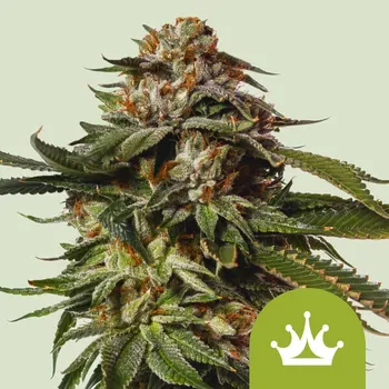 Semeno Royal Queen Seeds - Special Queen #1 Auto 1 ks